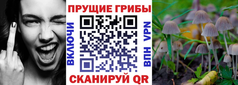 Купить где  Пионерский  Псилоцибиновые грибы MAGIC MUSHROOMS 